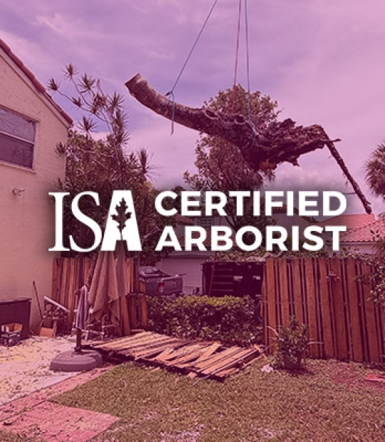 Tree Service Citrus County